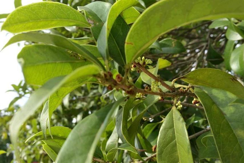 桂花黃山學院23號