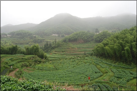 莊裡村高山蔬菜基地