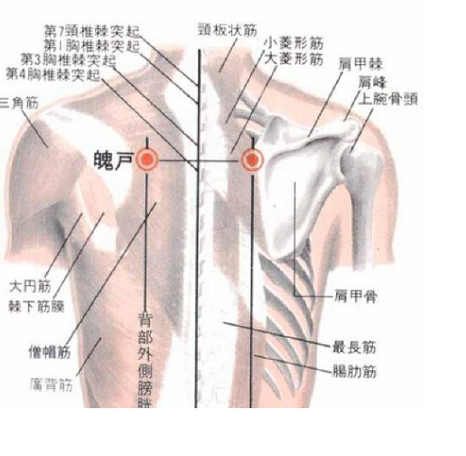 魄戶穴