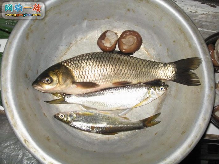 鯉魚蟲