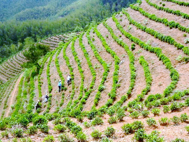 雷峰山茶種植