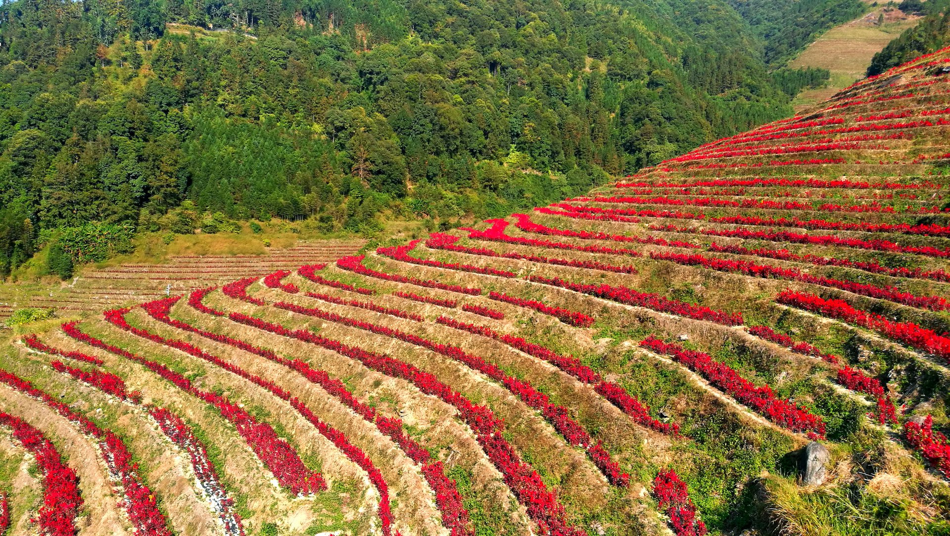 布尼梯田