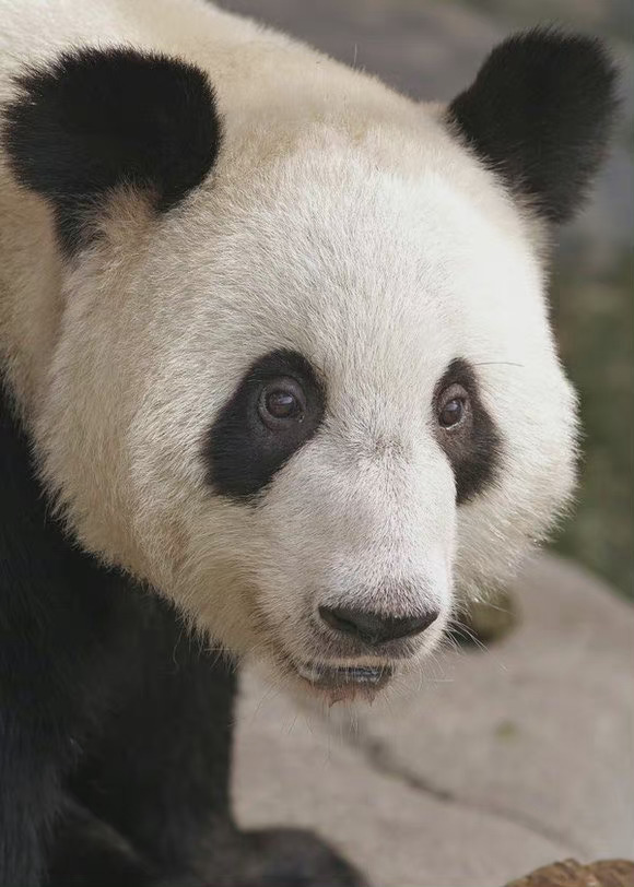 大熊貓丫丫(2000年出生於北京動物園的雌性大熊貓)