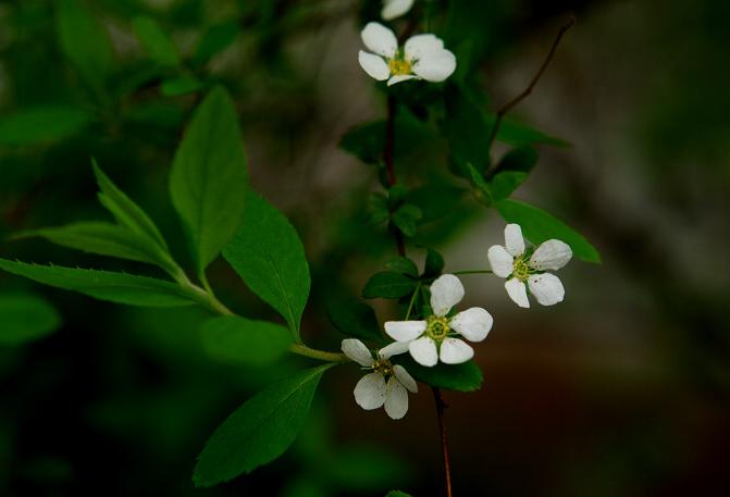 笑靨花