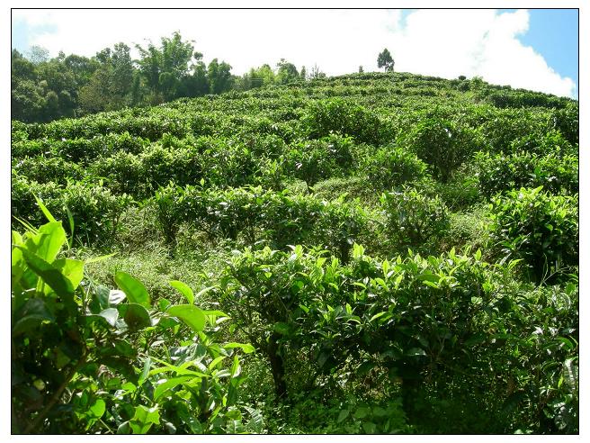 新田寨自然村茶葉種植園
