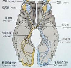 視路