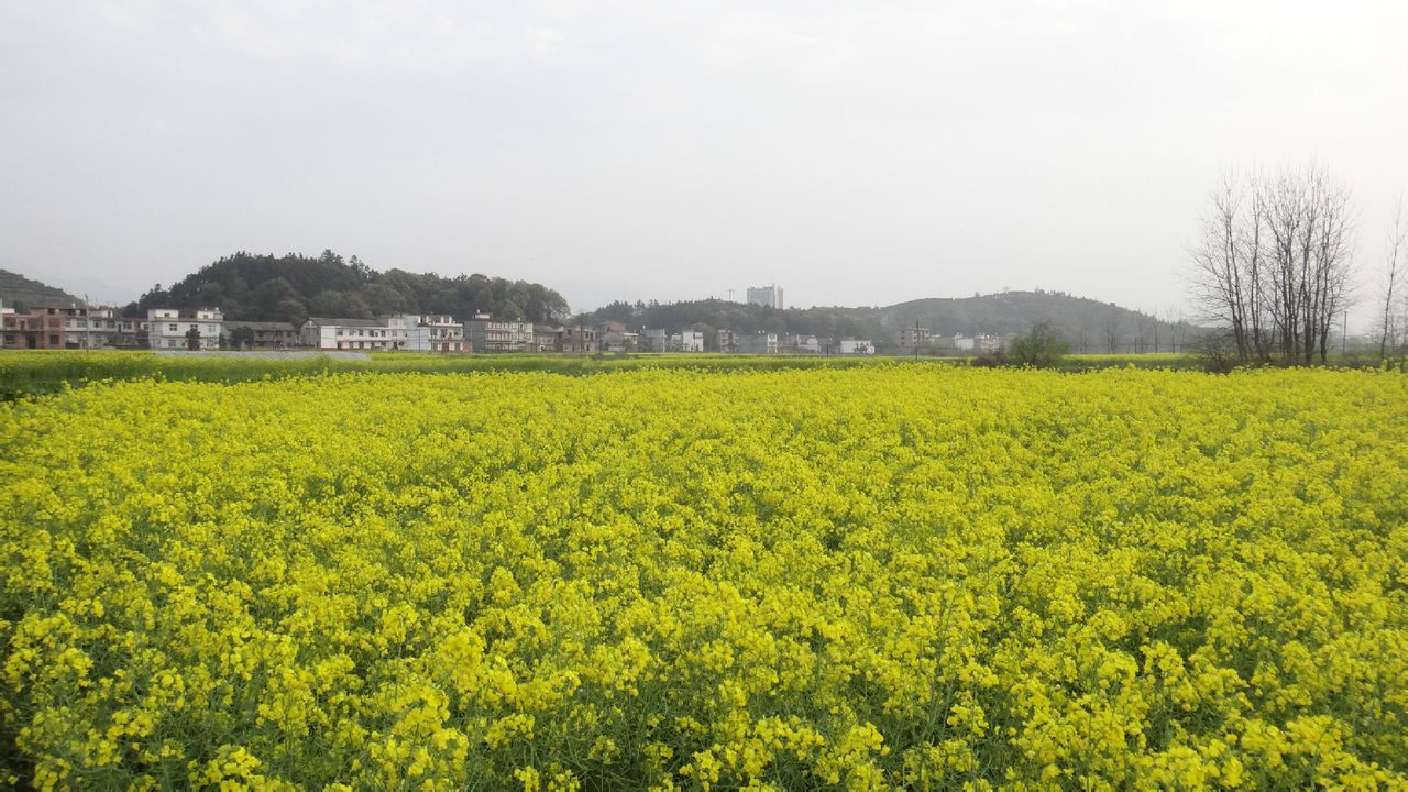 鳳鳴村(江西上栗縣金山鎮下轄村)