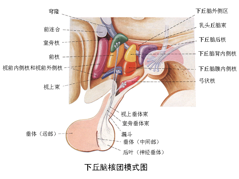 下丘腦核團模式圖