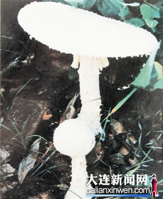 角鱗白鵝膏菌