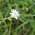 白花蠅子草