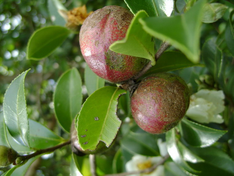 特產白花油茶果