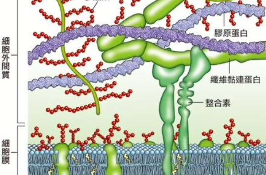 纖維粘連蛋白(FN（纖維蛋白）)