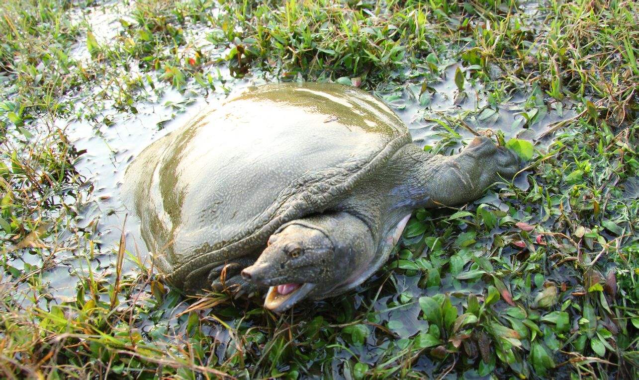 潢川甲魚