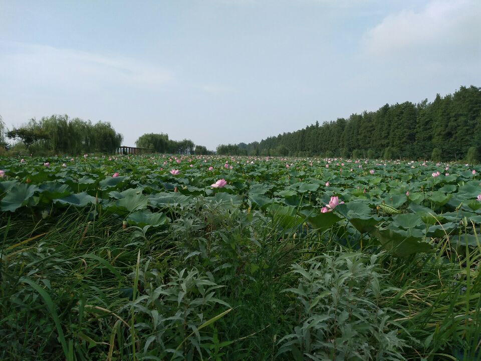 湖北漢川汈汊湖國家濕地公園