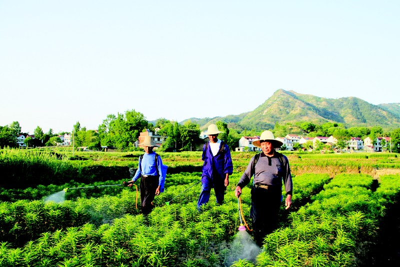 甲地河村