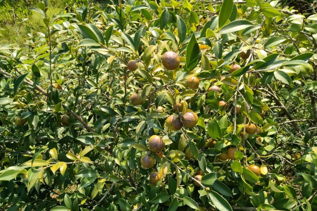 油茶無性系贛州油 17號