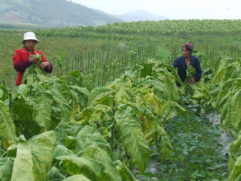 採摘菸葉