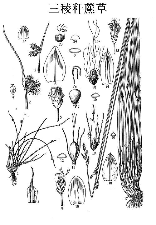 17-20 三稜稈藨草