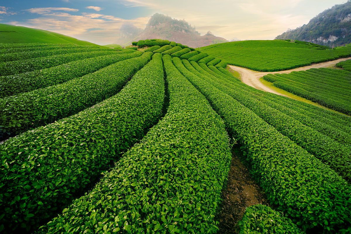 六大茶山