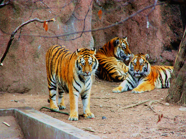 青島動物園猛禽籠