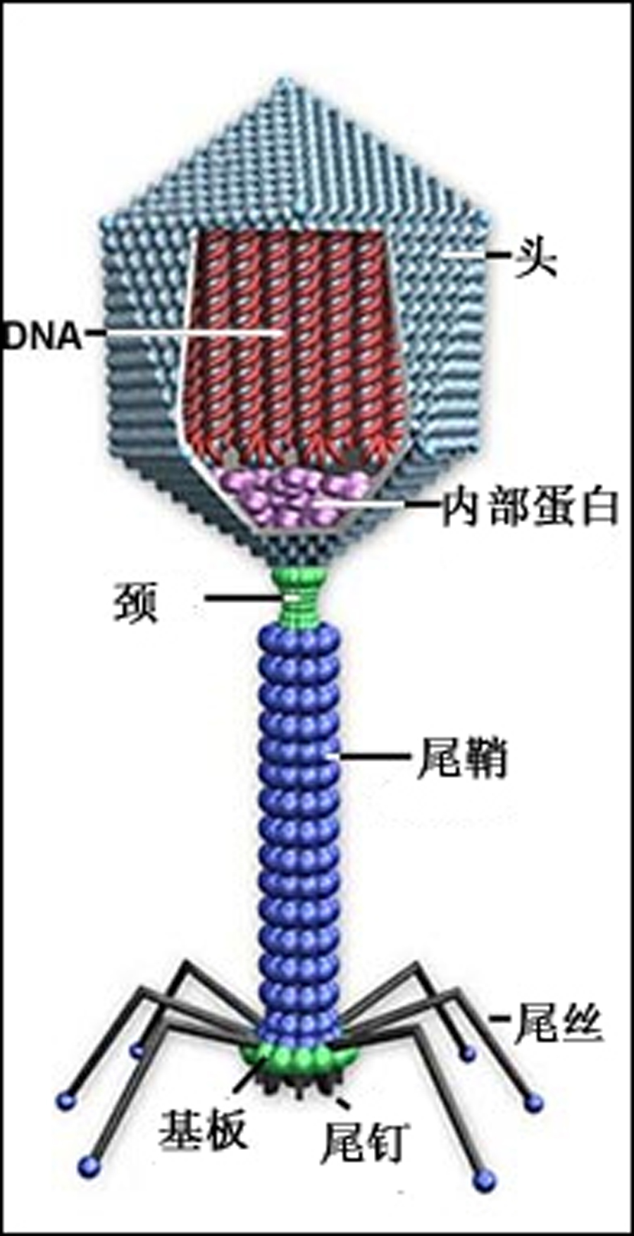 溶原性噬菌體