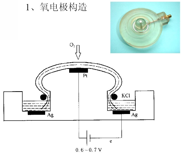 Clark氧電極