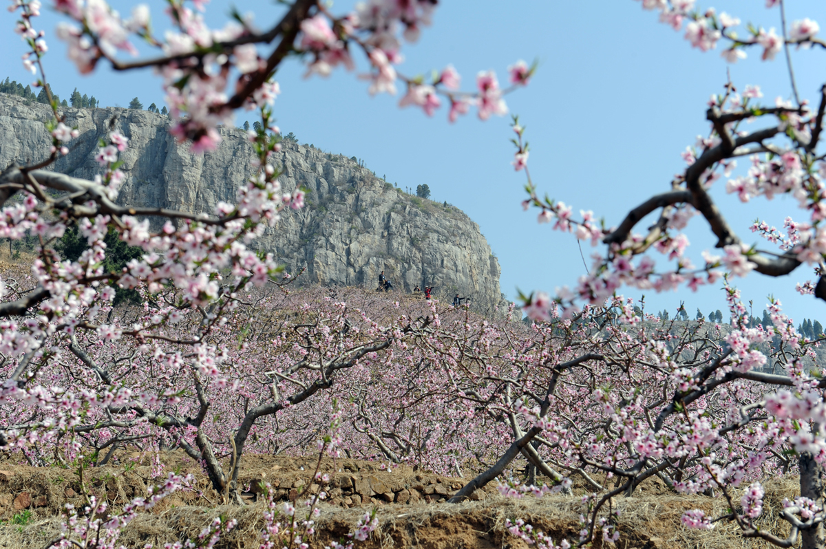 岱崮桃花節