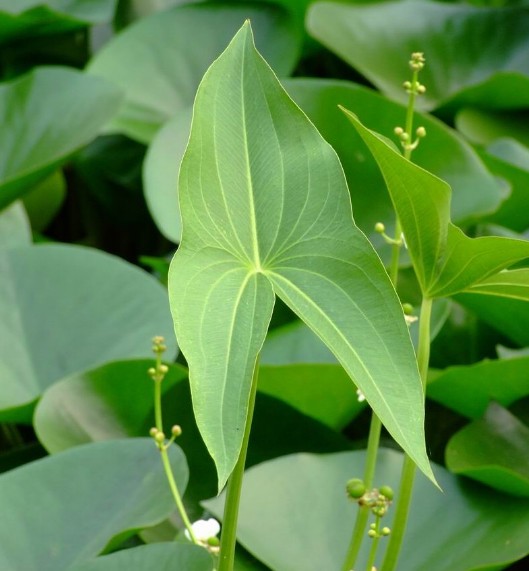 茨菇每年處暑種植