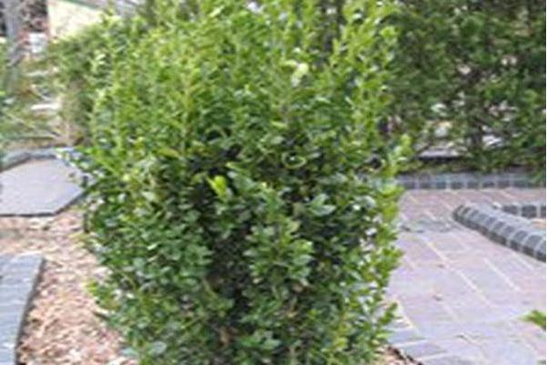 Buxus sempervirens \x27Furore\x27 JADE PILLAR