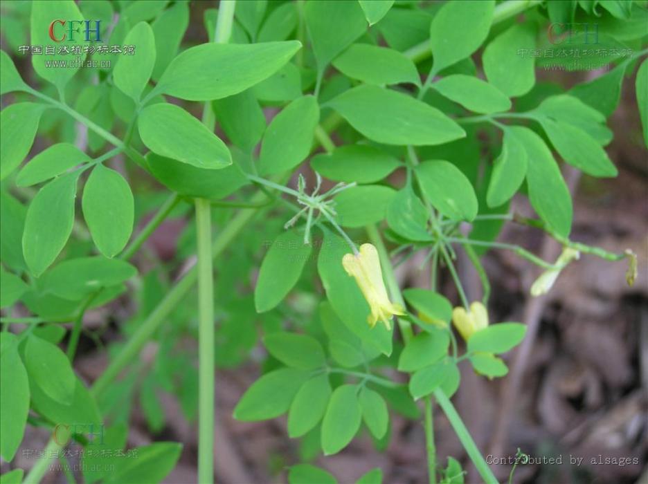 藤鈴兒草(碗豆七)