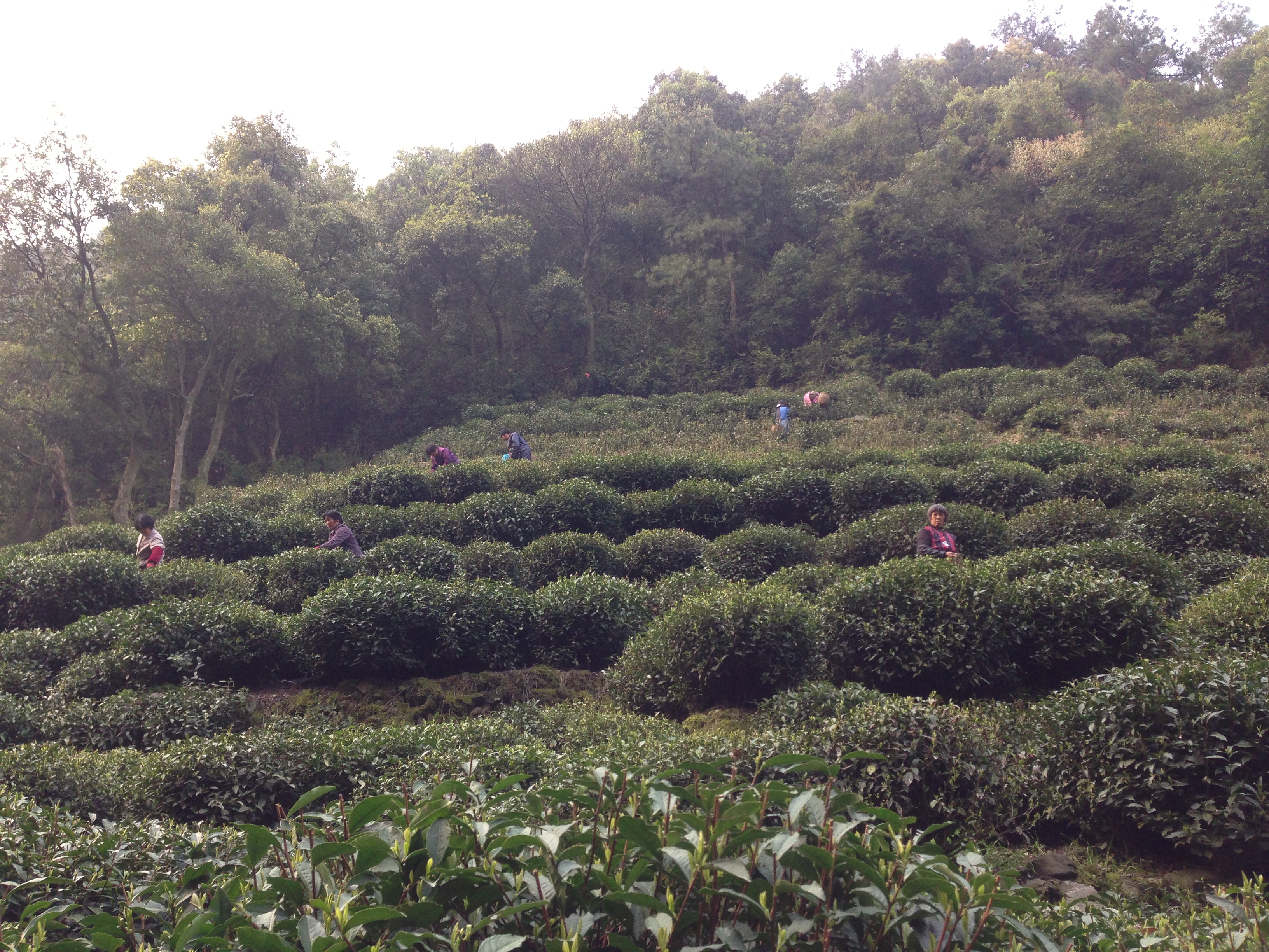 昌東村(浙江省杭州市富陽區富陽縣新登鎮昌東村)