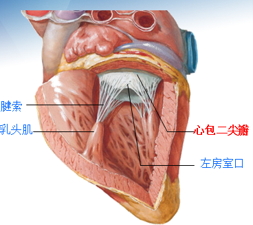 心包二尖瓣圖例