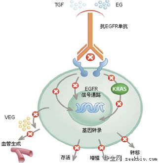 腫瘤轉移基因