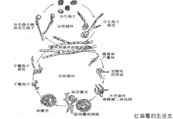 異宗配合