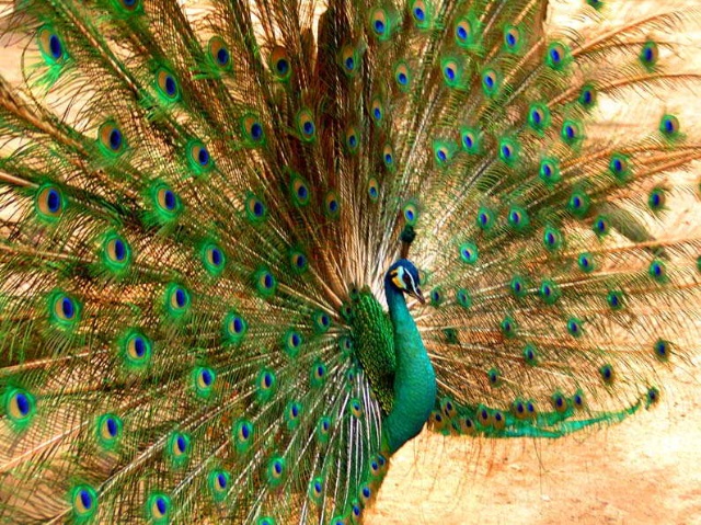藍綠雜交孔雀