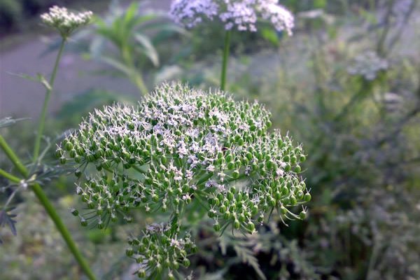 淳安白花前胡