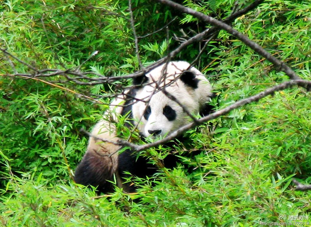 黑竹溝風景區(樂山黑竹溝)