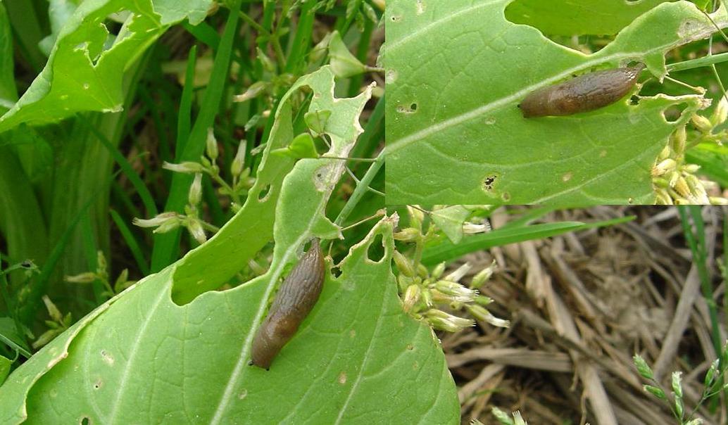 野蛞蝓以齒舌刮食葉