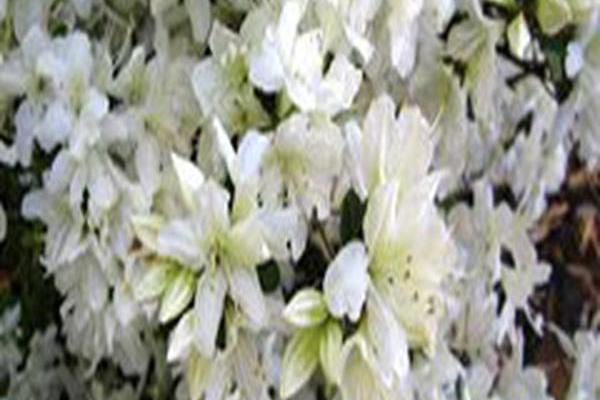 Rhododendron \x27Snow White\x27