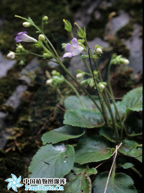 盾座苣苔屬