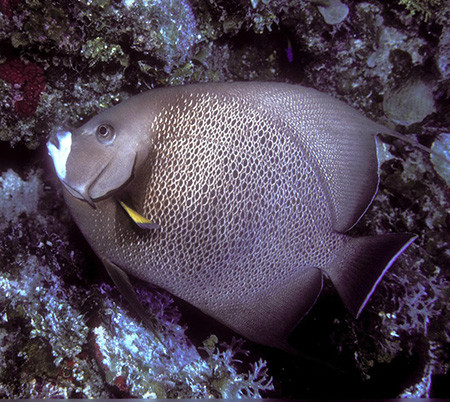 弓紋刺蓋魚