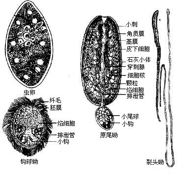 克氏假裸頭絛蟲病