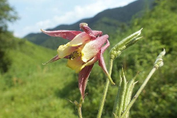 尖萼耬斗菜(尖萼漏斗菜)