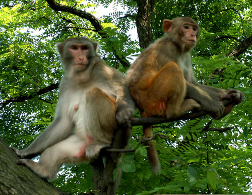 湖北巴東金絲猴國家級自然保護區