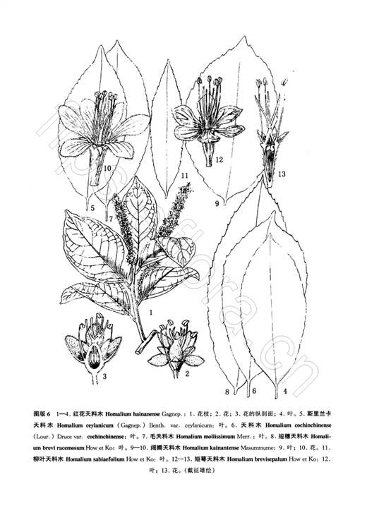 斯里蘭卡天料木（原變種）