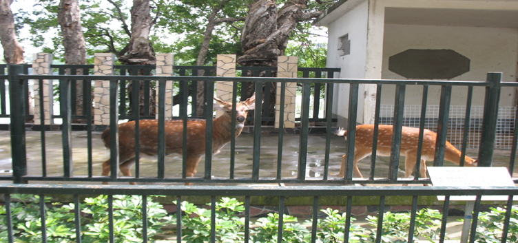 汕頭動物園梅花鹿苑