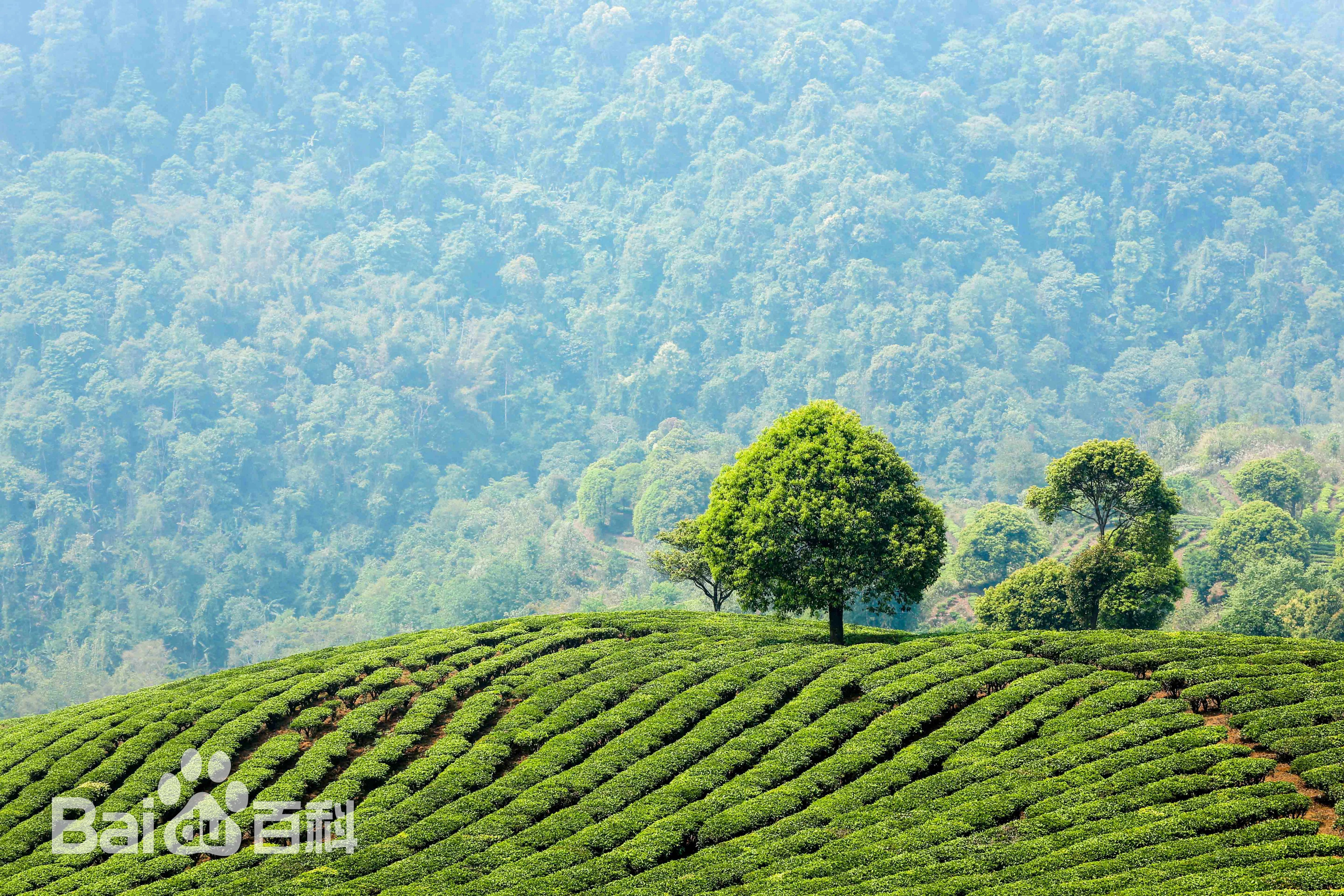 雲南大益茶業集團有限公司(大益集團)