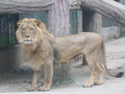 南京紅山森林動物園(南京市紅山森林動物園)