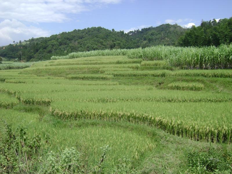 村中田園