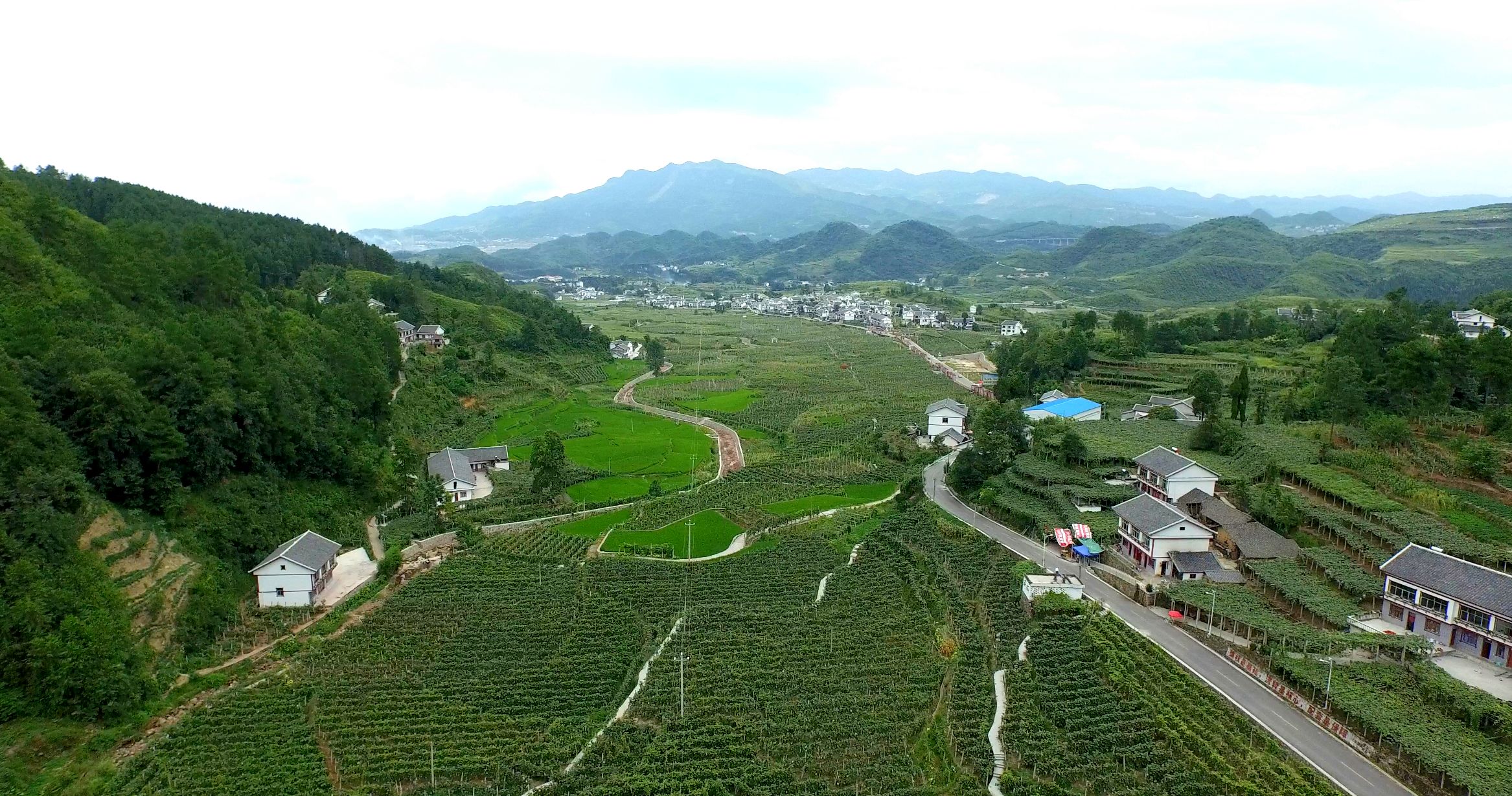 紅岩葡萄種植示範園區